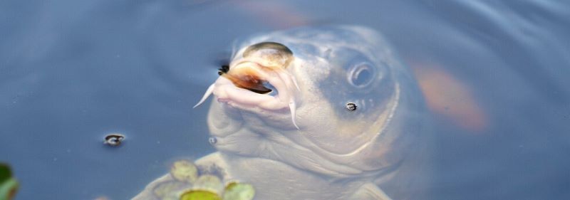 A carp, a target of bowfishing.