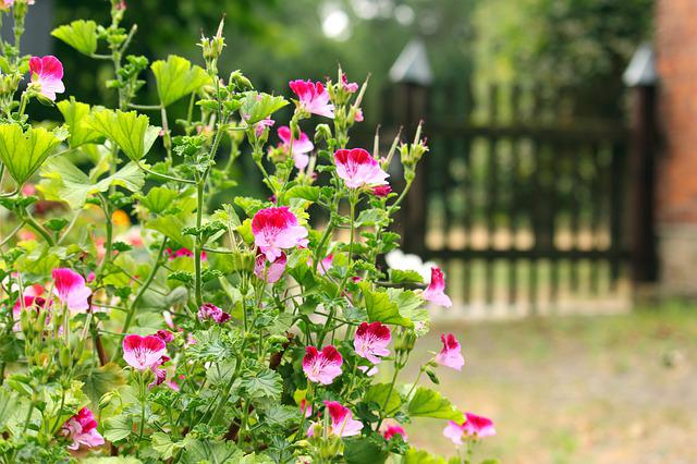 Plants from a landscaping job.