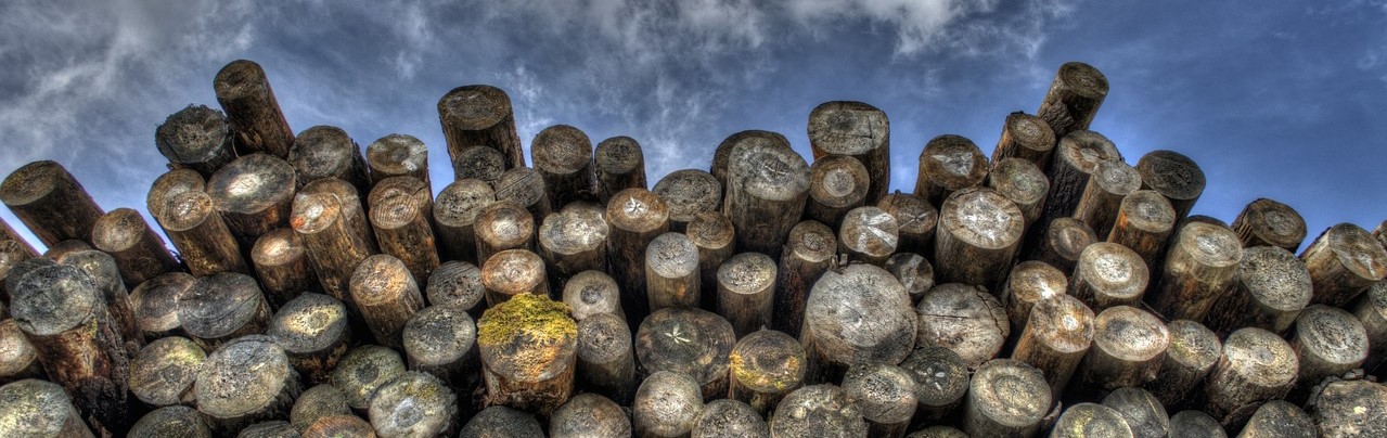 Logs that have recently been cut down with logging equipment.