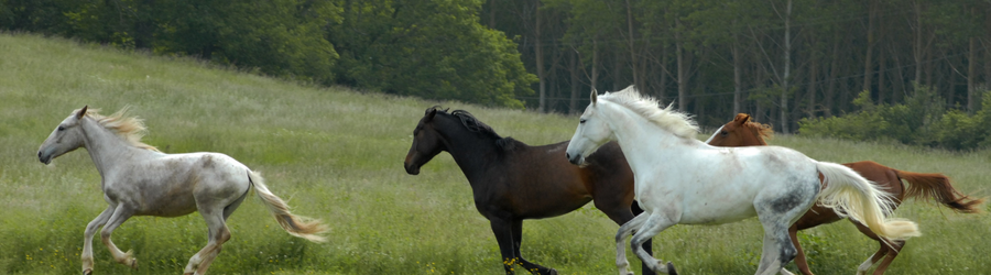 Horses purchased with bad credit financing.