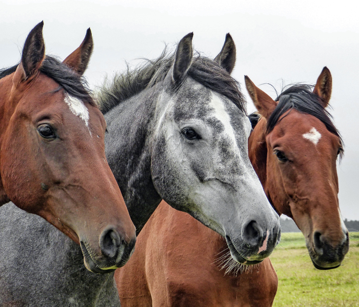Horses for sale.